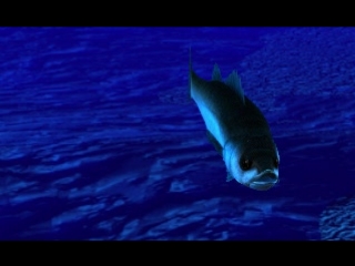 SEABASS FISHING 2 - (NTSC-J)